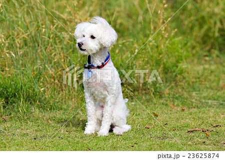 ボロニース 小型犬 犬 白い犬の写真素材