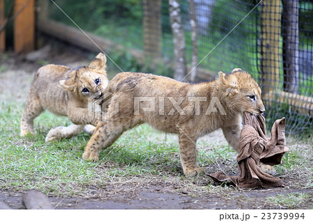 食物連鎖 サバンナの写真素材