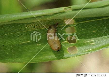 蛾 蛹 虫 昆虫の写真素材 Pixta