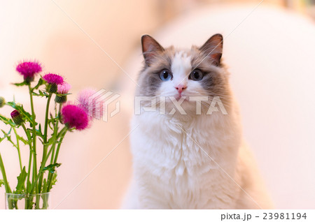 猫 ラグドール 美しい 美の写真素材