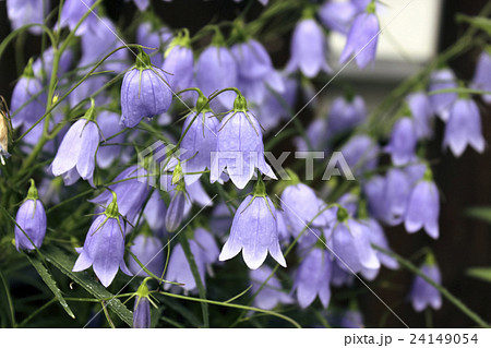 花 下向き 青紫 紫 夏の写真素材