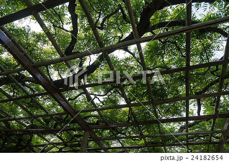 藤棚 遮光 光 緑のカーテンの写真素材 - PIXTA