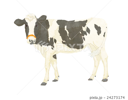 牛 モノクロ 白黒 乳牛のイラスト素材