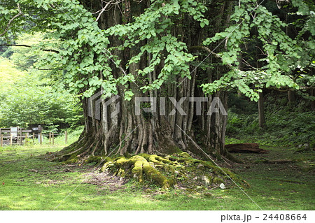 糸井の大カツラ 糸井渓谷 朝来市 朝来の写真素材