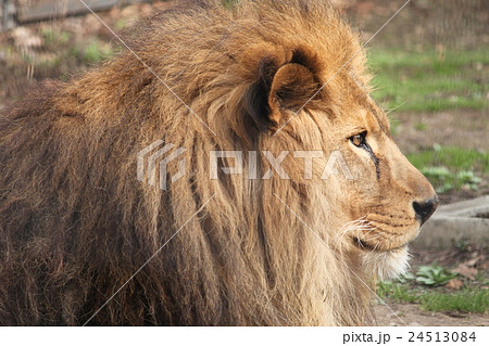 ライオン 横 顔 雄の写真素材