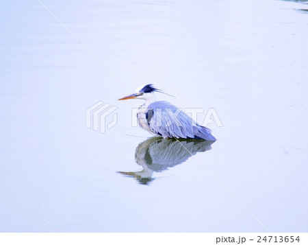 青鷺 鷺 鳥 日本画の写真素材 - PIXTA
