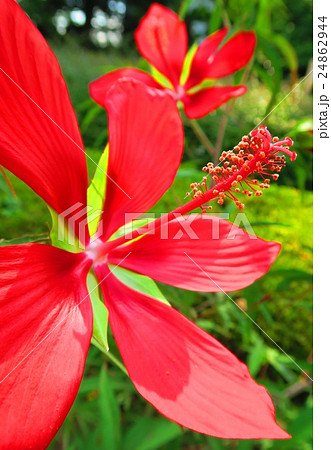 ハイビスカスに似た花の写真素材