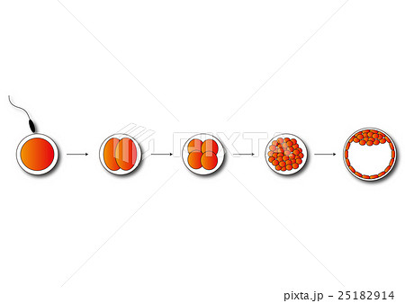 受精卵のイラスト素材
