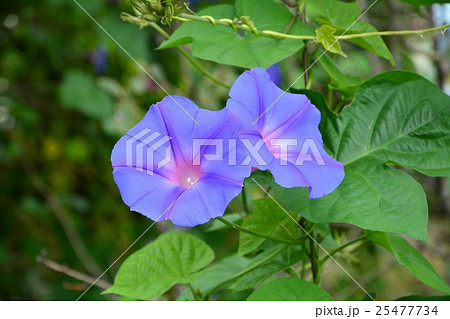 野朝顔の写真素材