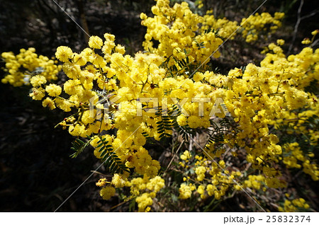 オーストラリア国花の写真素材