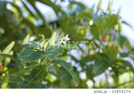 島とうがらし 花 唐辛子 植物の写真素材