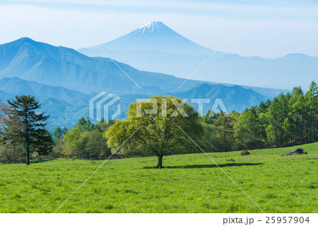やまなしの木 富士山 高原 八ヶ岳牧場の写真素材