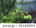 欅ケヤキ 花言葉は 幸運 長寿 の写真素材
