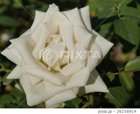 プリンセスマサコ 花の写真素材