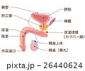 陰茎のイラスト素材