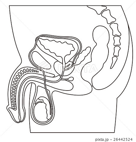 生殖器のイラスト素材