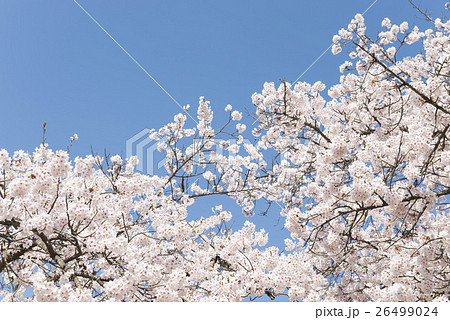 高画質 桜 さくら 写真の写真素材