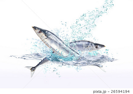 さんま 秋刀魚 海中 泳ぐの写真素材