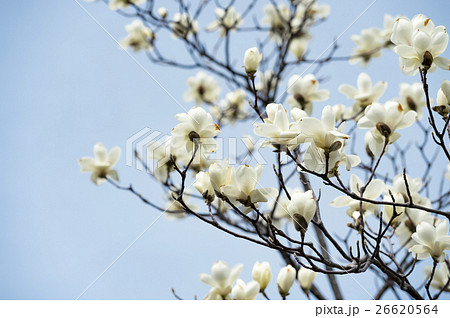 コブシの花の写真素材 - PIXTA