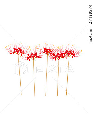 彼岸花 花 綺麗 美しいのイラスト素材