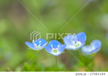 花 植物 オオイヌノフグリ オオイヌフグリの写真素材 - PIXTA