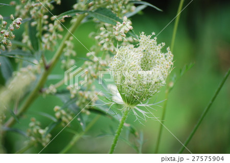 野草 花 ノラニンジン 北海道の写真素材 野草 花 ノラニンジン 北海道の写真素材