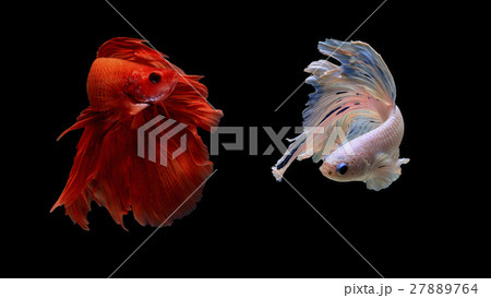 ベタ 背景の写真素材