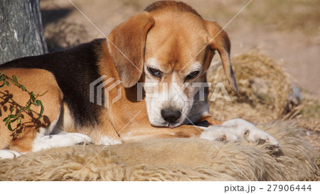 スヌーピーのモデル 犬の写真素材