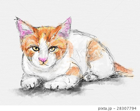 猫 イラスト スケッチ ペン画のイラスト素材