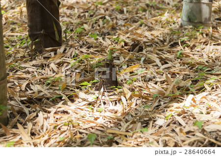 竹林 筍 竹の子 １本の写真素材