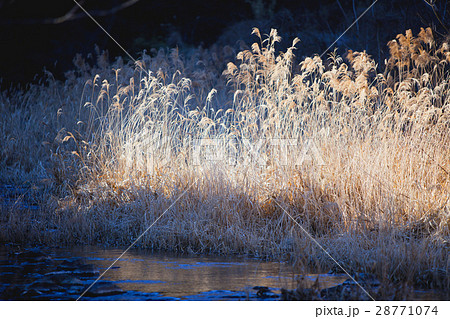 霜 川岸 冬のススキ 朝日の写真素材