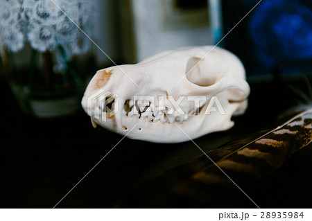 キツネ 骨 骸骨 歯の写真素材