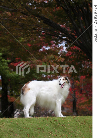 ロシアンウルフハウンド 大型犬の写真素材