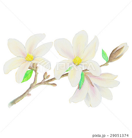 コブシの花の写真素材