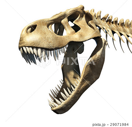 恐竜 骨 頭 ティラノサウルスのイラスト素材