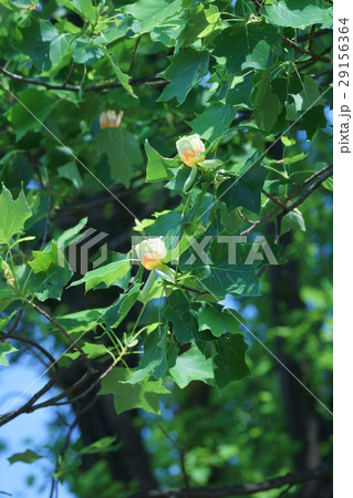 ユリノキ モクレン科 ハンテンボク 花の写真素材