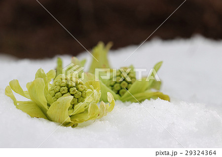 雪 ふきのとう フキノトウ 蕗の薹の写真素材