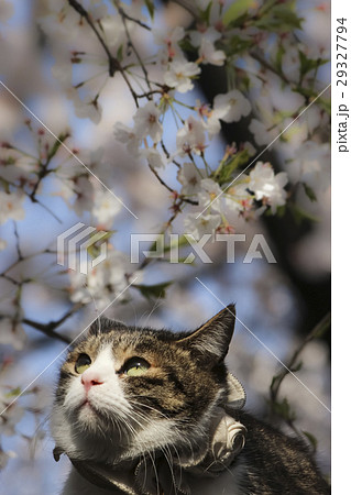 猫 木登り 上野公園 桜の写真素材