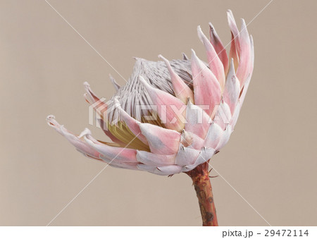 キングプロテアの花の写真素材