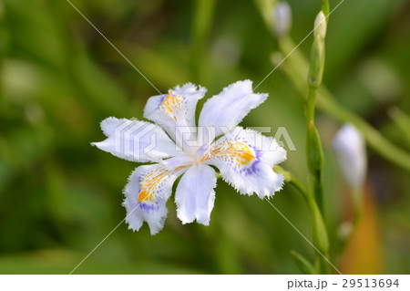 胡蝶花照片素材