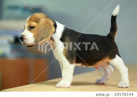ビーグル かわいいの写真素材