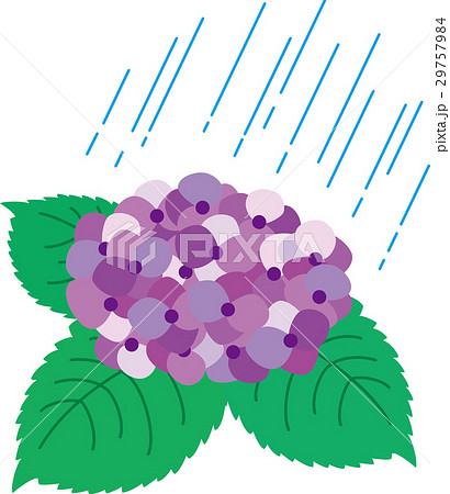 西洋紫陽花のイラスト素材 - PIXTA