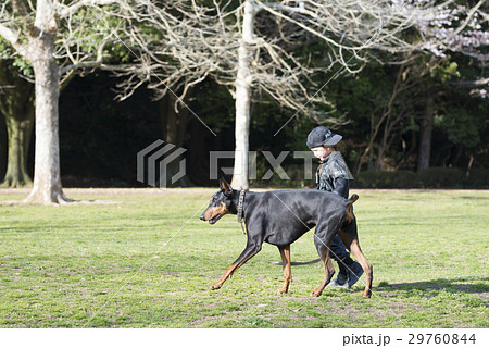 警察犬 ドーベルマンの写真素材