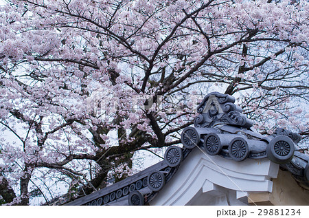 伊勢神宮 家紋 菊の紋の写真素材