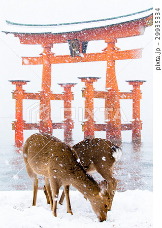 宮島廣島雪景照片素材 Pixta