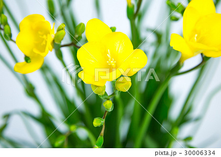 フリージア アラジン 花 3月の誕生花の写真素材