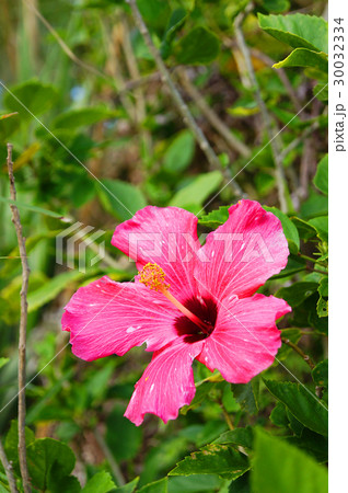 石垣島 ハイビスカス 沖縄 赤花の写真素材
