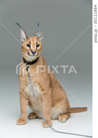 オオヤマネコ ペット 愛玩動物 ベージュ色の写真素材