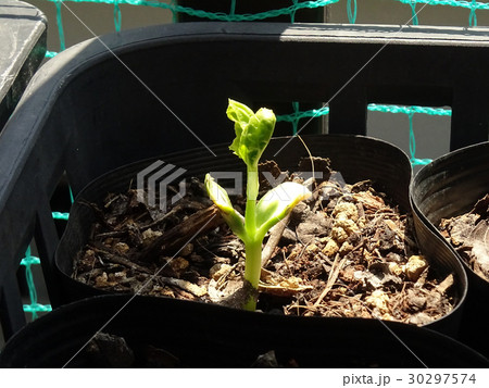 ゴーヤの苗の写真素材