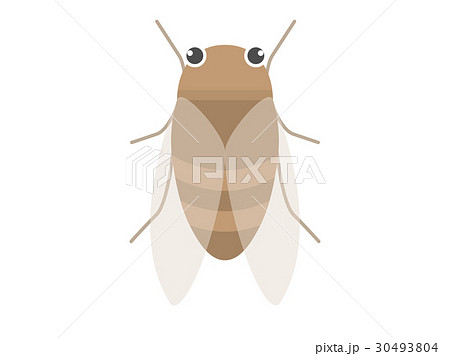 セミ 蝉 のイラスト素材集 ピクスタ